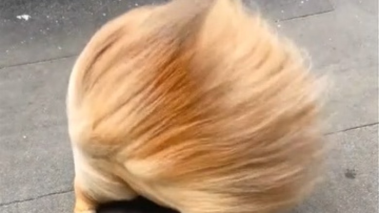 Puptastic Comedy: Hilarious Dog's Windy Dilemma Will Leave You in Stitches!