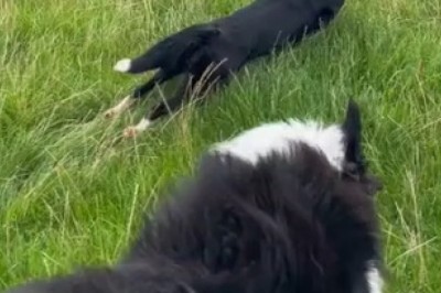 Sheepdog Takeover: Hilarious Video Captures Pooch Mastering the Art of Fast and Fur-ious Sheep Driving!
