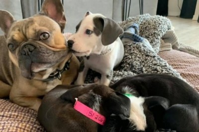This French Bulldog with a Big Heart Has Been the Foster Dad of Over 200 Puppies (Video)