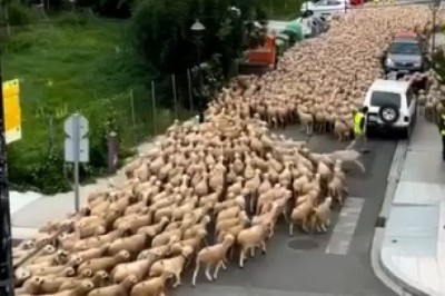 Unbelievable Sheep Spectacle: Witness the Hilarious 400-Meter Long Sheep Parade!
