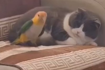 Unlikely Frenemies: Hilarious Encounter between an Annoyed Cat and a Persistent Parrot!
