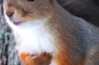 Wildlife Gone Wild: Hilarious Squirrel Shenanigans in the Wilderness!