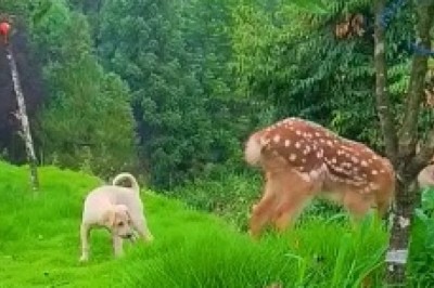 Adorable Deer Prances into Hilarity: A Majestic Comedy Show!