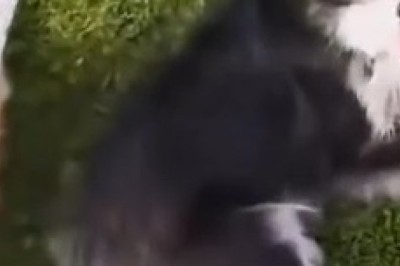 Hilarious Dog Turns Sheep into Canine Racecourse: A Furry Farmyard Adventure!