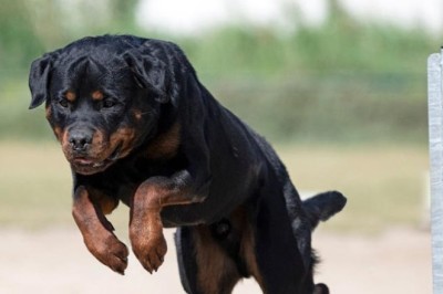 Rottweiler Plummets from Third Floor, Narrowly Missing Pregnant Woman in Rome! Shocking Footage Inside