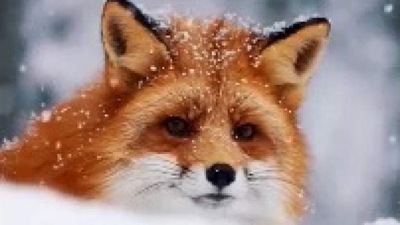 Charming Chaos: A Mischievous Fox Takes on the Cold!