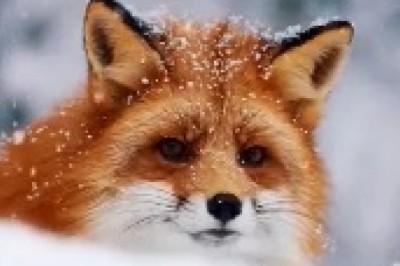 Charming Chaos: A Mischievous Fox Takes on the Cold!