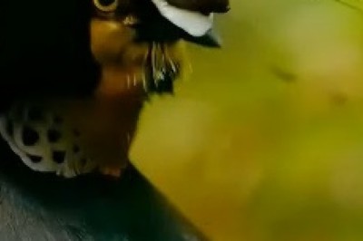 Feathers Fly and Hips Don't Lie: Watch this Beautiful Bird Bust a Move in the Ultimate Dance-Off!