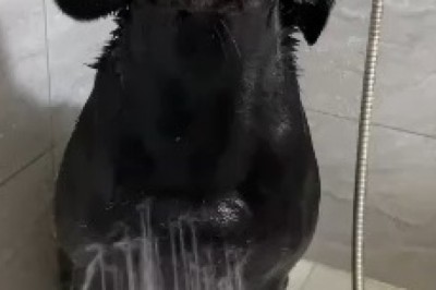 Hilarious Chaos Unleashed: Watch as This Dog Turns Bath Time into a Splash-tastic Adventure!