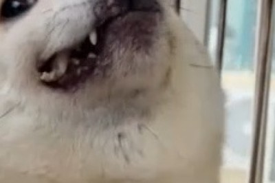 Hilarious Video: The Hilariously Handsome Dog that Will Steal Your Heart!