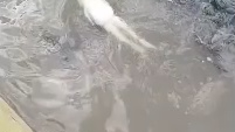 Ribbit-tastic Fun: Hilarious Frog's Aquatic Adventures!