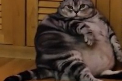The Hilarious Quest for Kitty Fitness: Watch a Stubborn Fat Cat Battle the Bulge!