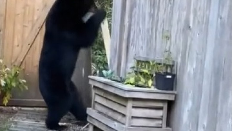 Unbearably Hilarious Break-In: You Won't Believe What This Curious Bear Does with a Wooden Door!