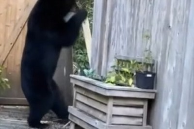 Unbearably Hilarious Break-In: You Won't Believe What This Curious Bear Does with a Wooden Door!