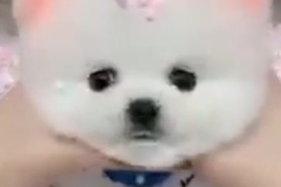 Adorable Overload! Watch This Beautiful Small Dog Steal Hearts with its Unmatched Cuteness!
