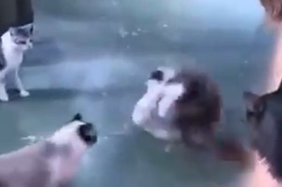 Cat Fight Showdown in the Ring - Unleash the Ultimate Claw-some Comedy!