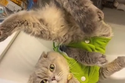 Hilarious Catastrophe! Watch This Clumsy Cat Turn Cooking Into Comedy!