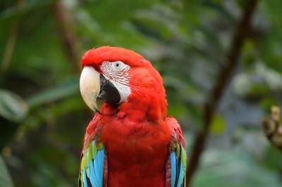 Hilarious Parrot's Stand-Up Comedy Routine Will Leave You in Stitches!