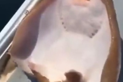 Hilarious Underwater Comedy: Watch as Fish Hilariously Bust a Gut Laughing!