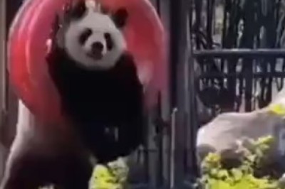 Hilariously Talented Panda Takes Playing to the Next Level - You Won't Believe Your Eyes!
