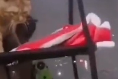 LOLcat Extravaganza: Hilarious Cats Guaranteed to Make You Laugh Out Loud!