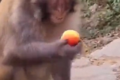 Monkey Business Unleashed: Prepare to ROFL as a Hilarious Monkey Bursts into Gut-Busting Laughter!