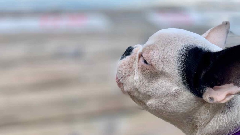 Swarm of Bees Attack Claims Lives of 4 Dogs in Tragic Incident