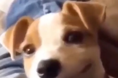 Hilarious Dogs Gone Wild: Watch Them Smile, Laugh, and Bring on the LOLs!