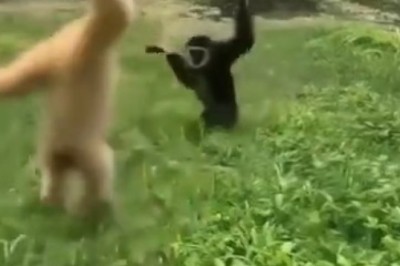 Monkey Madness: Unforgettable Dance-Off Between Two Lively Primates!