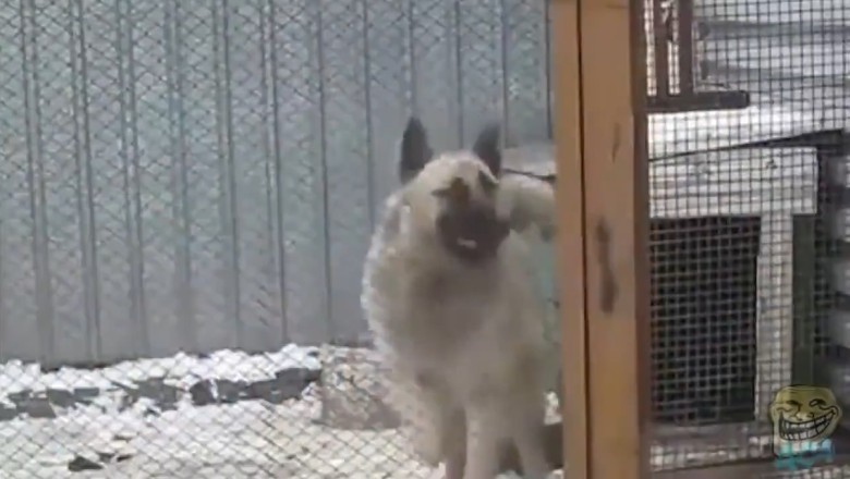 Pawsitively Hilarious: When Dogs and Other Animals Let Loose on the Dance Floor! | The Clip Funny