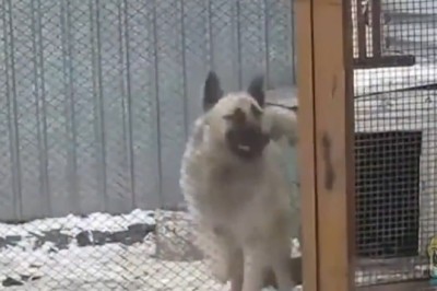 Pawsitively Hilarious: When Dogs and Other Animals Let Loose on the Dance Floor!