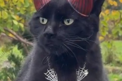 Purr-fectly Hilarious: Black Cat Owner's Magic Necklace Casts Feline Comedy Spell!