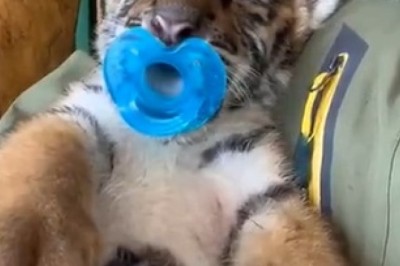 Roaringly Ridiculous: Hilarious Small Tiger's Comically Dramatic Coma Adventure!
