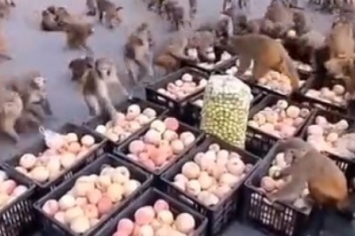 Unarmed but Unstoppable: Hilarious Monkey Mob Takes Over Apple Highway Robbery!