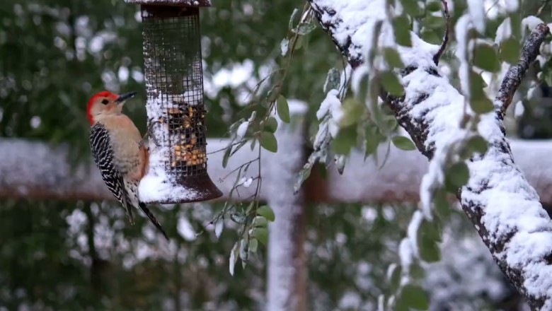 Corn-loving Birds Go Crazy in Tree - You Won't Believe Your Eyes!