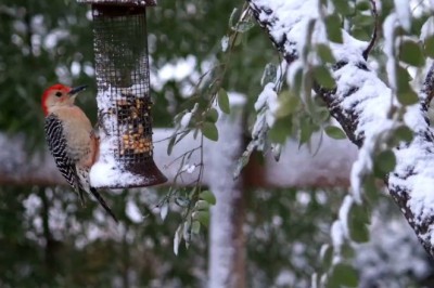 Corn-loving Birds Go Crazy in Tree - You Won't Believe Your Eyes!