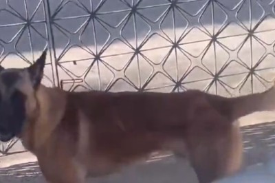 Furry Fighter: Hilarious Dog Takes on His Imaginary Foes!