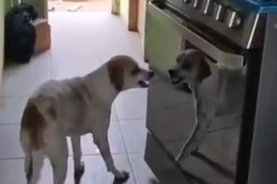 Hilarious Dog Fights Imaginary Foe: Watch as This Mischievous Pup Takes on the Kitchen Oven!