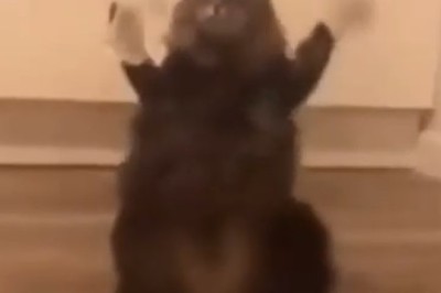 Hilarious Mishaps: Watch a Cat Struggle to Stand on Two Legs, Hilarity Ensues!