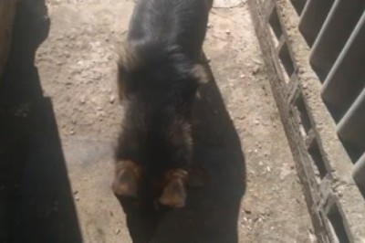 Hilarious Shepherd Goes on an Epic Quest!