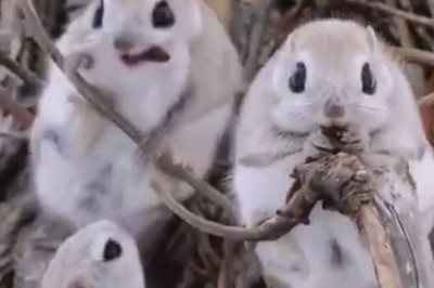Prepare to Be Amazed by the Adorable Antics of Beautiful Flying Squirrels!