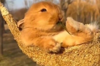 Roller Coaster Madness: Watch a Rabbit Swing and Scream on Thrilling Rides!