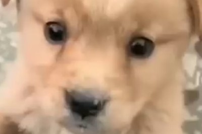 Tiny But Fearless: Watch This Hilariously Brave Small Dog Take On the World!