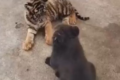 Unlikely BFFs: Hilarious Adventures of a Bear and Tiger Duo!