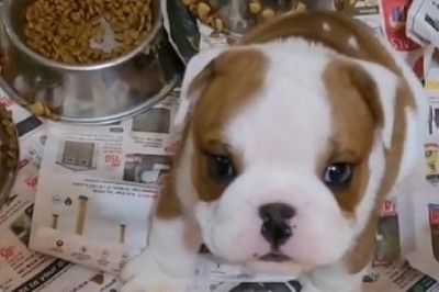 Adorable Bulldog's Boundless Energy Takes Fun to New Heights