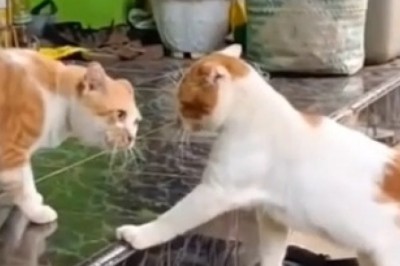 Battle of the Fur-Minions: Hilariously Chaotic Cat Fight Erupts!