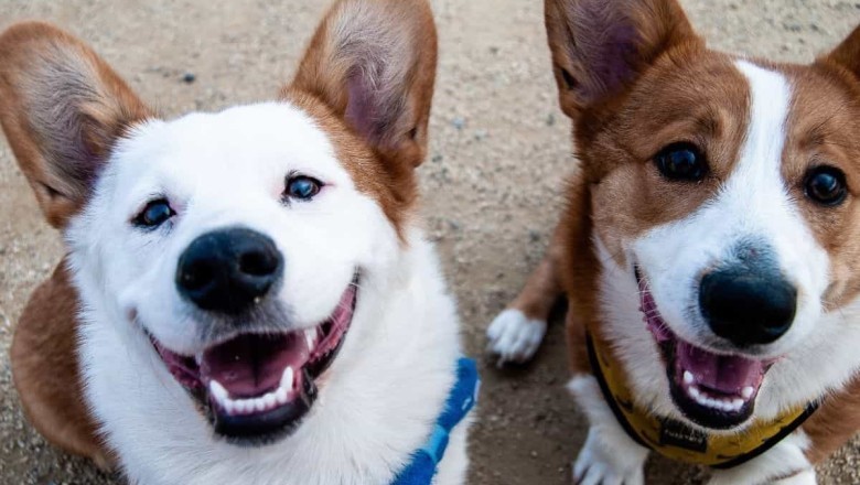 Discover the Most Captivating Dog Photography from Around the World!