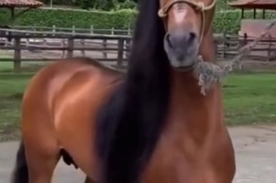 Giddy Up and Giggle: Hilarious Horse Prepares for a Wild 'Move' You Won't Forget!