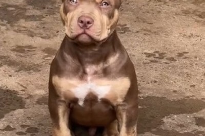 Hilarious Bulldog Dog Compilation: Witness the Unbelievable Strength and Unexpected Cuteness!