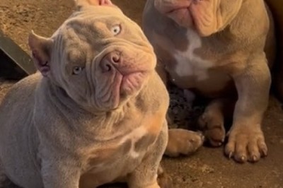 Hilarious Bulldog Duo: Double Trouble and Twice the Laughter!